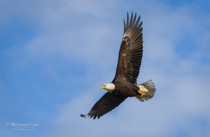 5. Bald eagle in flight, San Joaquin Valley, CA, USA