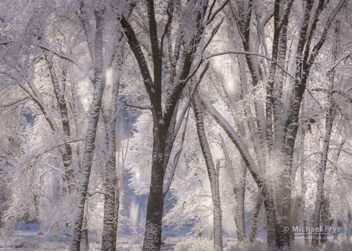 6. Snow falling from oaks, Yosemite NP, CA, USA