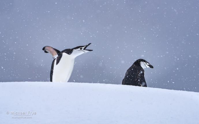 Chinstrap penguin calling, Antarctica