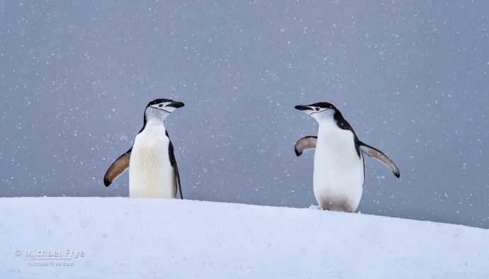 Chinstrap penguins in a snowstorm, Antarctica