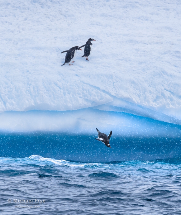 Gentoo penguins diving off an iceberg, Antarctica