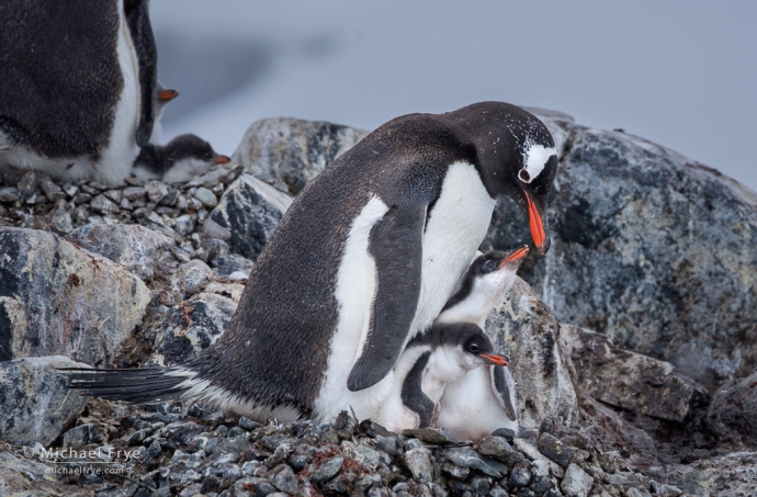 Gentoo penguin parent and chicks, Antarctica