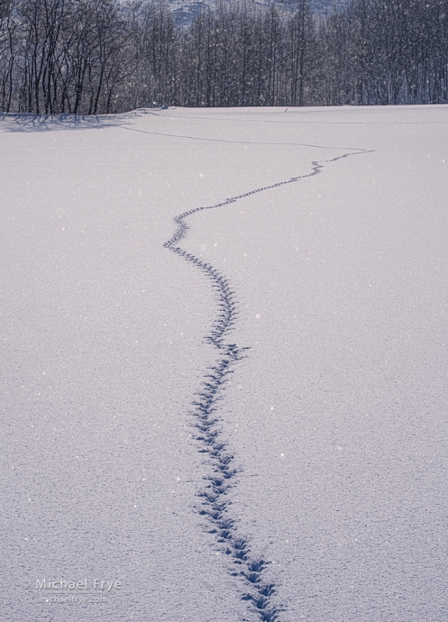 Fox tracks in snow, Hokkaido, Japan