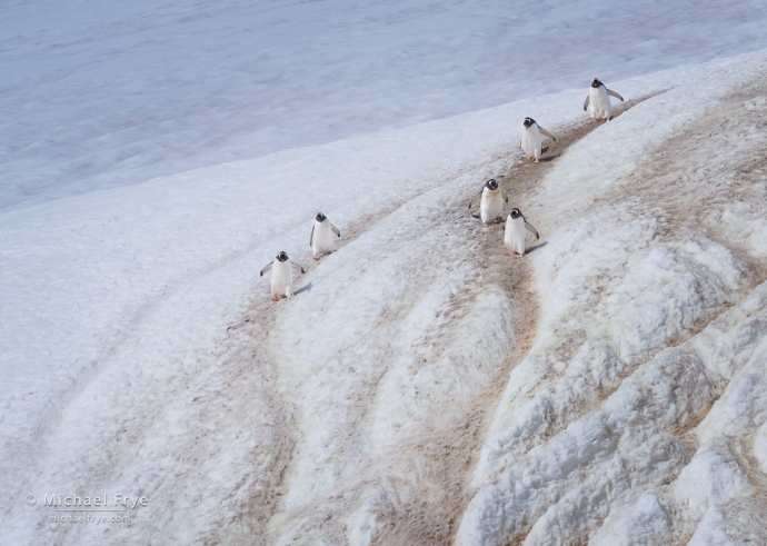 Gentoo penguin highways, Antarctica