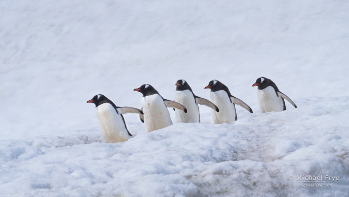 Gentoo penguin procession, Antarctica