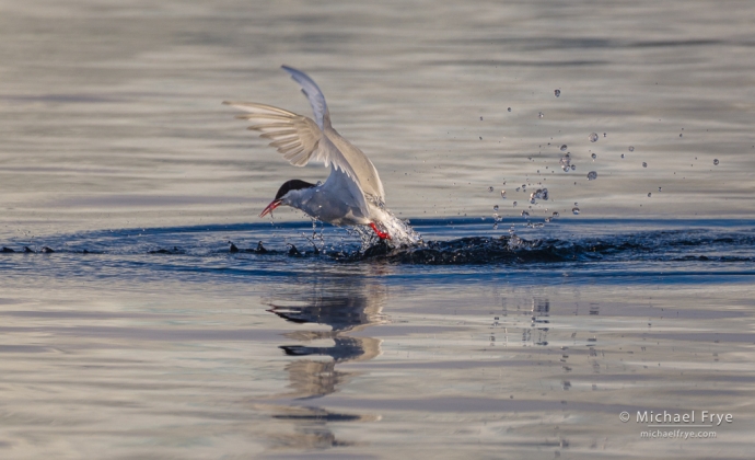 Antarctic tern with krill, Antarctica