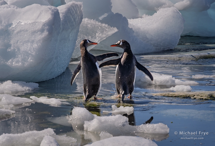 Gentoo penguins and small icebergs, Antarctica