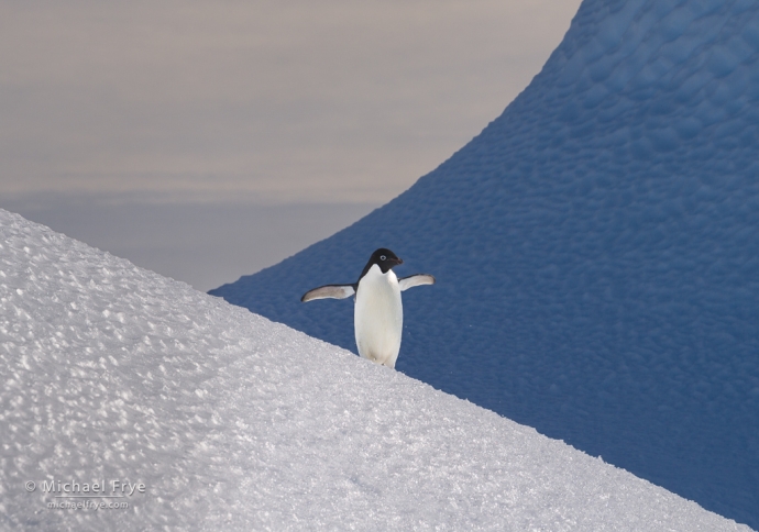 Adélie penguin on an iceberg, Antarctica