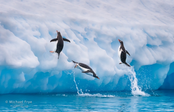 Gentoo penguins attempting to leap onto an iceberg, Antarctica