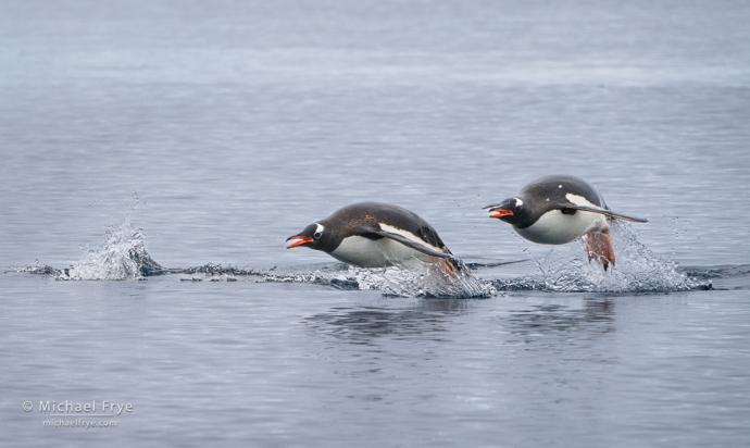 "Porpoising" gentoo penguins, Antarctica