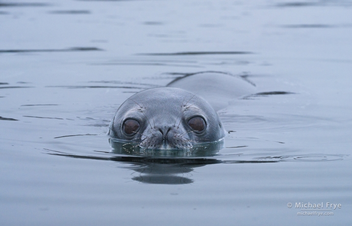 Curious Weddell seal, Antarctica