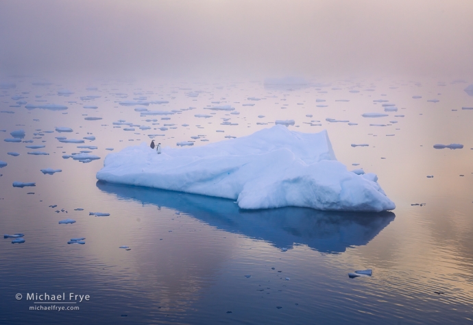 Chinstrap Penguins on an iceberg in fog, Antarctica