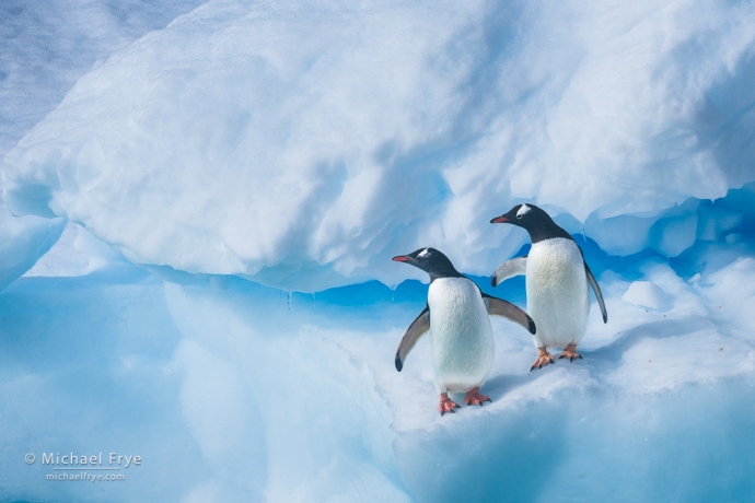 Gentoo penguins on an iceberg, Antarctica