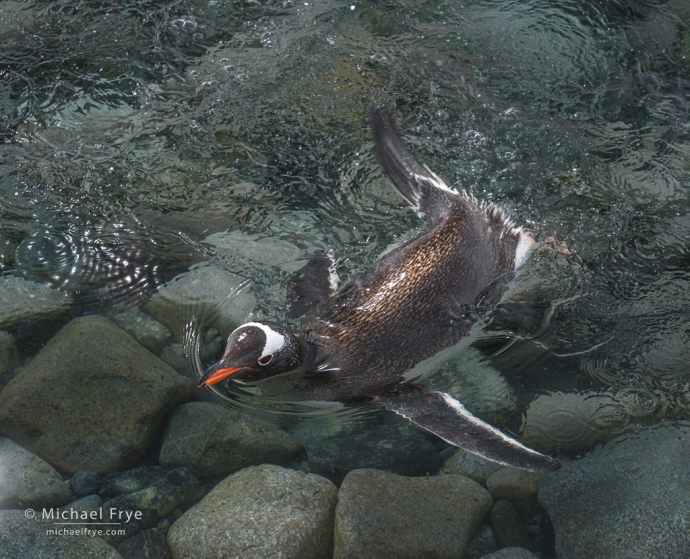 Swimming gentoo penguin, Antarctica