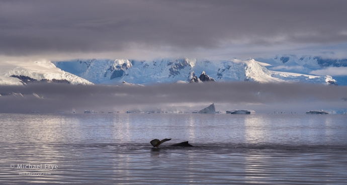 Humpback whales, Gerlach Straight, Antarctica