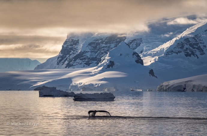 Glaciers, clouds, and humpback whale, Antarctica