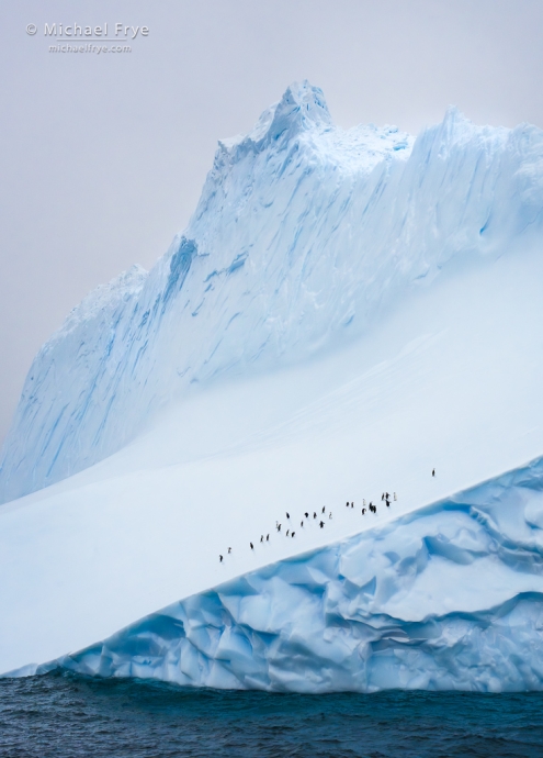 Iceberg with chinstrap penguins, Antarctica