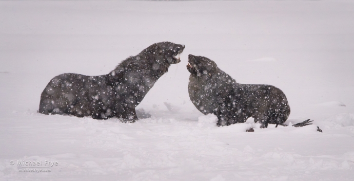 Antarctic fur seals jousting in a snowstorm, Antarctica