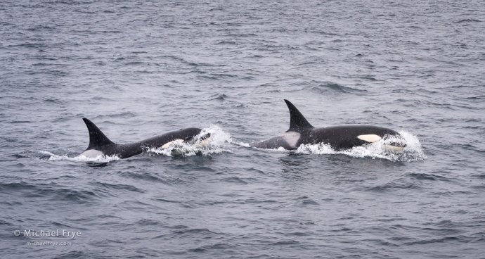 Orcas, Bransfield Straight, Antarctica