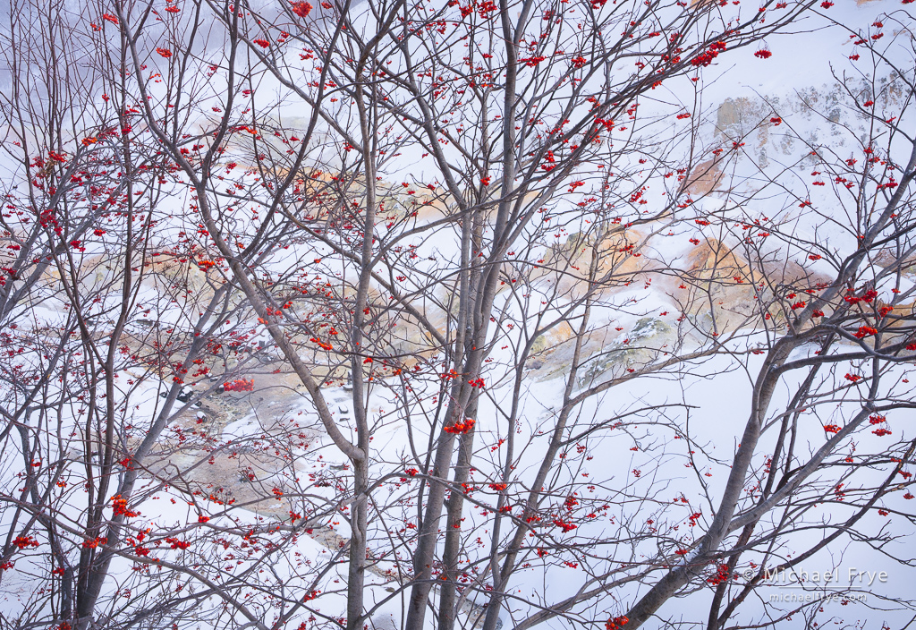 Japanese rowan tree in a thermal area, Hokkaido, Japan