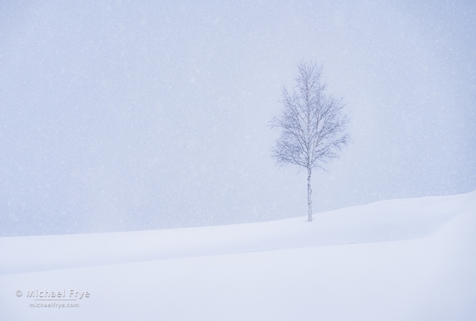 White birch in a snowstorm, Hokkaido, Japan