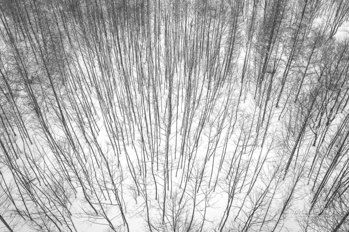 Trees and snow, Hokkaido, Japan